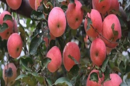 河南適合種植哪些果樹，可以選擇蘋果樹、葡萄樹和核桃樹等