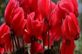 仙客來的生長習性，寓意嫉妒的愛、歡迎貴客等