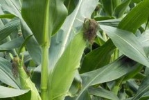 成玉168玉米栽培技術(shù)要點(diǎn)，注意銹病防治