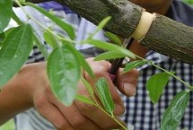 棗樹(shù)怎么嫁接，是為了阻止樹(shù)上部養(yǎng)分向根系輸送