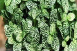 養(yǎng)殖白網(wǎng)紋草怎么防治病蟲害，3-4葉期摘除植株頂端剛萌發(fā)的嫩葉