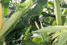 強(qiáng)盛292玉米栽培技術(shù)要點(diǎn)，4月下旬至5月上旬播種