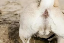 狗狗肛門腺炎的癥狀，早期患犬表現(xiàn)出不斷舔舐肛門