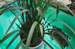 8月份能不能給蘭花換盆，可以更換但不是最佳時期
