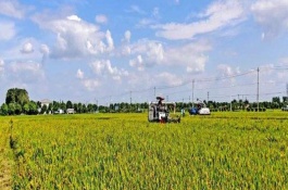 鴻源6號水稻栽培技術要點，注意病蟲草害防治