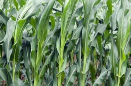 武科601玉米栽培技術(shù)要點，高抗瘤黑粉病