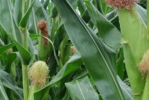 新創(chuàng)2019玉米栽培技術(shù)要點(diǎn)，防治地下害蟲