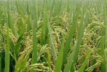 徐稻13號水稻栽培技術(shù)要點，每畝基本苗10萬左右