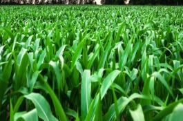 滬甜3號玉米栽培技術(shù)要點，每畝種植3300株左右為宜