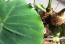 芋頭種植埋多深，選擇透氣性好的花盆