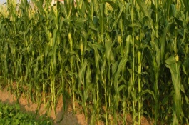 顯玉898玉米栽培技術(shù)要點(diǎn)，注意防治絲黑穗病和莖腐病