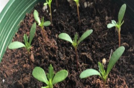 孔雀草的發(fā)芽時間，通常為播種后10天左右
