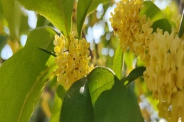 后院種桂花有何含義，無(wú)特殊含義可用來(lái)觀賞和乘涼