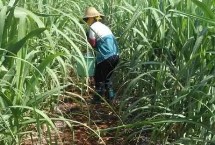 對甘蔗使用除草劑的誤區(qū)，肥料不能撒在蔗蔸上