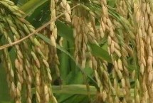 江早油占水稻栽培技術(shù)要點(diǎn)，與對(duì)照中早35生育期相同