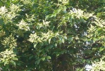 種植女貞子方法，抗寒能力強(qiáng)冬天不會(huì)凍死