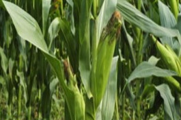 豫單811玉米栽培技術要點，夏播生育期96-100天