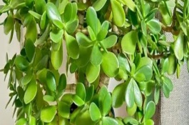 天竺葵開花期間的養(yǎng)護(hù)方法，要選擇生長健壯且無病害的枝條作為接穗