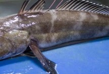 深海銀鱈魚的價(jià)格，通常85-100元一斤