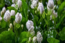 茉莉花一年開幾次，喜歡生長光照充足的環(huán)境下