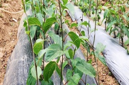 獼猴桃從種子開(kāi)始要多久才能結(jié)果，要適量澆水并定期施肥