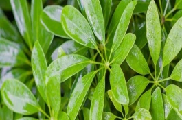 夏季鴨腳木能修剪嗎，需要把水培鴨腳木固定住不動(dòng)