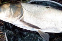 冬季海竿釣鰱鳙最佳深度是多少，可以垂釣但要注意使用合適的餌料