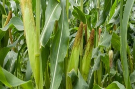 良碩88玉米栽培技術(shù)要點(diǎn)，中抗莖腐病5級