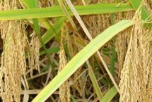華香粳1號水稻栽培技術要點，生育期159天左右