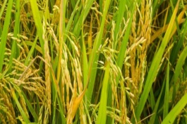 楚粳40號(hào)水稻種子介紹，楚粳40號(hào)水稻品種簡介
