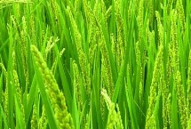 金禾粳優(yōu)1702水稻栽培技術(shù)要點，全生育期為132.7天
