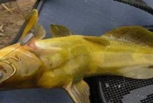 釣黃顙魚(yú)最佳時(shí)間，夏季和初秋的晚上是釣黃顙魚(yú)的黃金時(shí)間