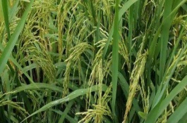恒豐優(yōu)908水稻栽培技術(shù)要點(diǎn)，注意防治稻瘟病和白葉枯病