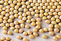 黑龍芽豆1號大豆栽培技術要點，該品種亞有限結莢習性