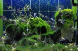 冬天如何養(yǎng)魚，一定要保證好水溫