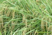 荃兩優(yōu)粵農(nóng)絲苗水稻栽培技術(shù)要點，適時防治病蟲草害