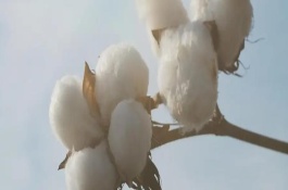 魯棉696棉花栽培技術(shù)要點(diǎn)，轉(zhuǎn)抗蟲(chóng)基因中熟常規(guī)品種
