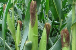 三北20玉米栽培技術(shù)要點，中抗彎孢菌葉斑病