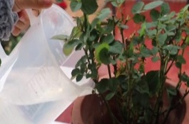 月季春天如何修剪，夏季每天早晚各澆一次