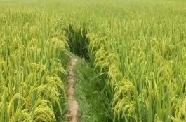綏粳16水稻栽培技術(shù)要點，播種期4月15日
