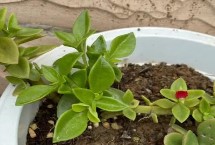 生長習(xí)性，屬多年生常綠草本植物