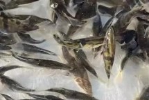 鱖魚苗的放養(yǎng)方法，地區(qū)會影響到實(shí)際售價