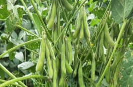濰豆9號(hào)大豆栽培技術(shù)要點(diǎn)，濰豆9號(hào)大豆種子特征特性