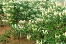 目前農(nóng)村種什么東西比較賺錢，種植金銀花的利潤比較可觀