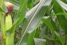 荃玉2000玉米栽培技術要點，大喇叭口期注意防治玉米螟