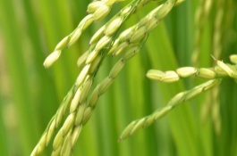 吉農(nóng)大603水稻栽培技術(shù)要點，葉瘟表現(xiàn)中抗