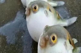 河豚的天敵是什么，常見天敵有石斑魚、狗母魚、裸胸鱔等