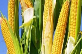 豫單903玉米栽培技術(shù)要點，5月下旬至6月中旬播種