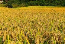 常香粳206水稻栽培技術(shù)要點(diǎn)，擱田前后及時(shí)防治紋枯病