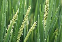 寧粳15號水稻栽培技術(shù)要點，粳型常規(guī)水稻品種
